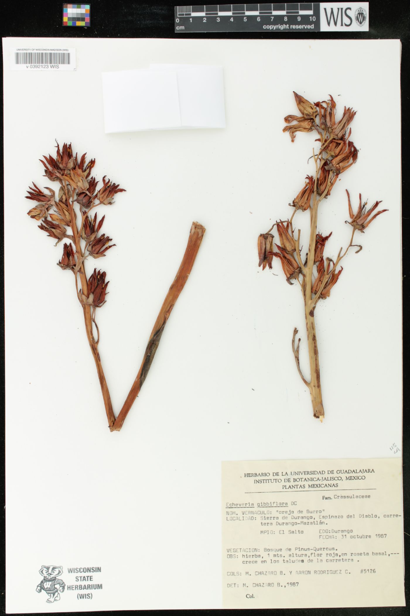 Echeveria gibbiflora image