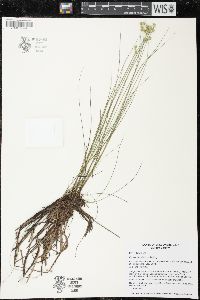 Carex echinata image