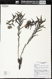 Lithospermum caroliniense image