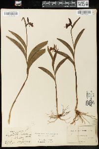 Cypripedium arietinum image