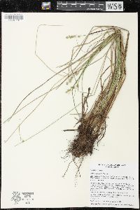 Carex echinata image