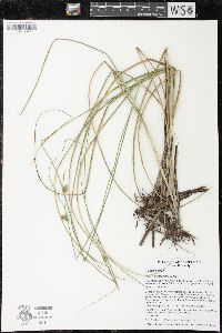 Carex oligosperma image