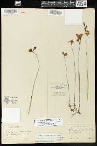 Calopogon barbatus image