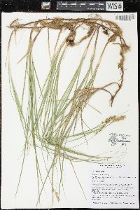 Carex siccata image