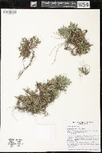 Selaginella rupestris image