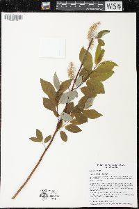 Salix pyrifolia image