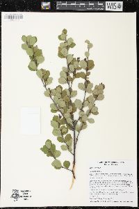 Betula pumila image