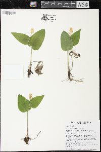 Maianthemum canadense image