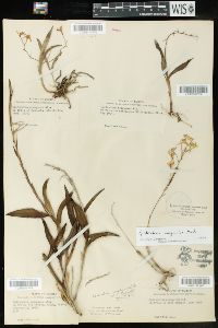 Epidendrum magnoliae image