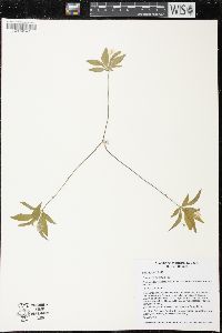 Trientalis borealis image