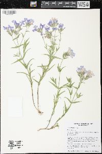 Phlox pilosa subsp. fulgida image