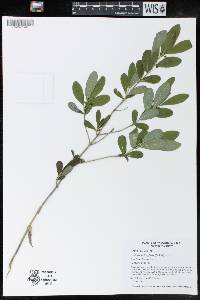 Lonicera oblongifolia image