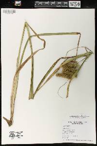 Carex comosa image