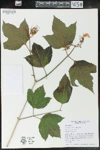 Viburnum trilobum image