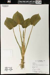 Calla palustris image