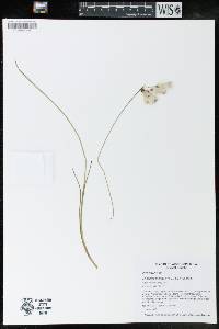 Eriophorum gracile image