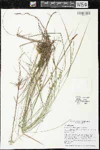 Carex echinata image