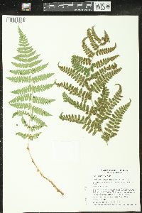 Dryopteris × boottii image