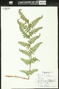 Dryopteris × boottii image