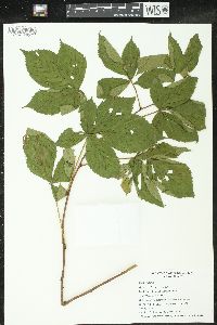 Rubus setosus image