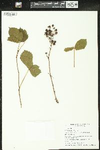 Rubus setosus image