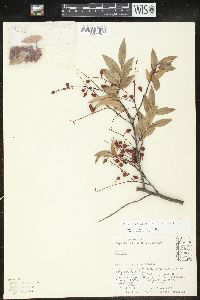 Vaccinium leucanthum image