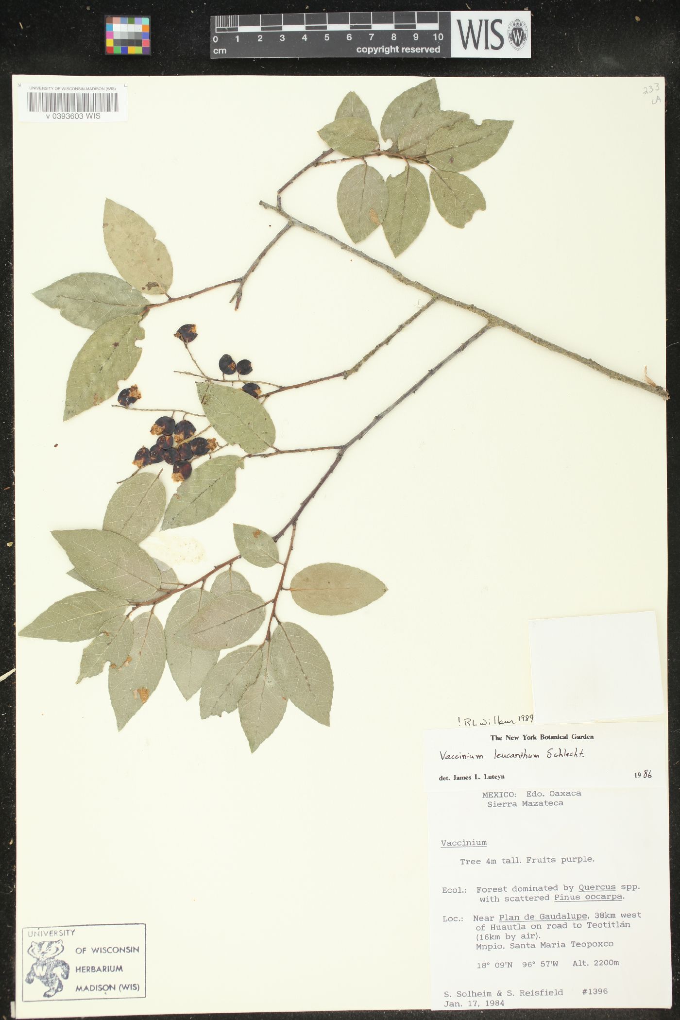 Vaccinium leucanthum image
