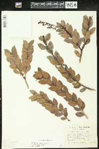 Vaccinium meridionale image