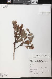 Vaccinium corymbodendron image