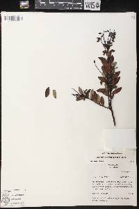 Vaccinium corymbodendron image