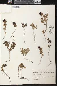 Vaccinium vitis-idaea image