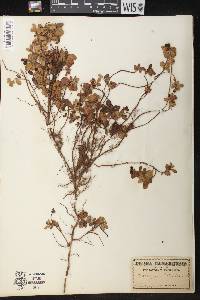 Vaccinium vitis-idaea image