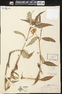 Asclepias perennis image