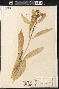 Asclepias purpurascens image