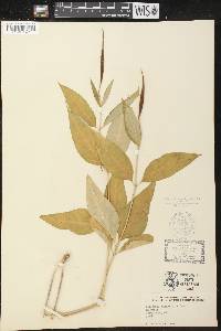 Asclepias quadrifolia image