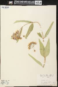 Asclepias speciosa image