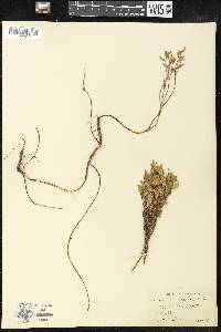 Vaccinium scoparium image