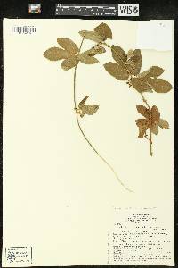 Dalechampia scandens image