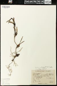Image of Maxillaria aggregata