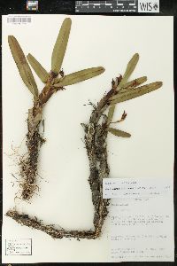 Maxillaria bracteata image