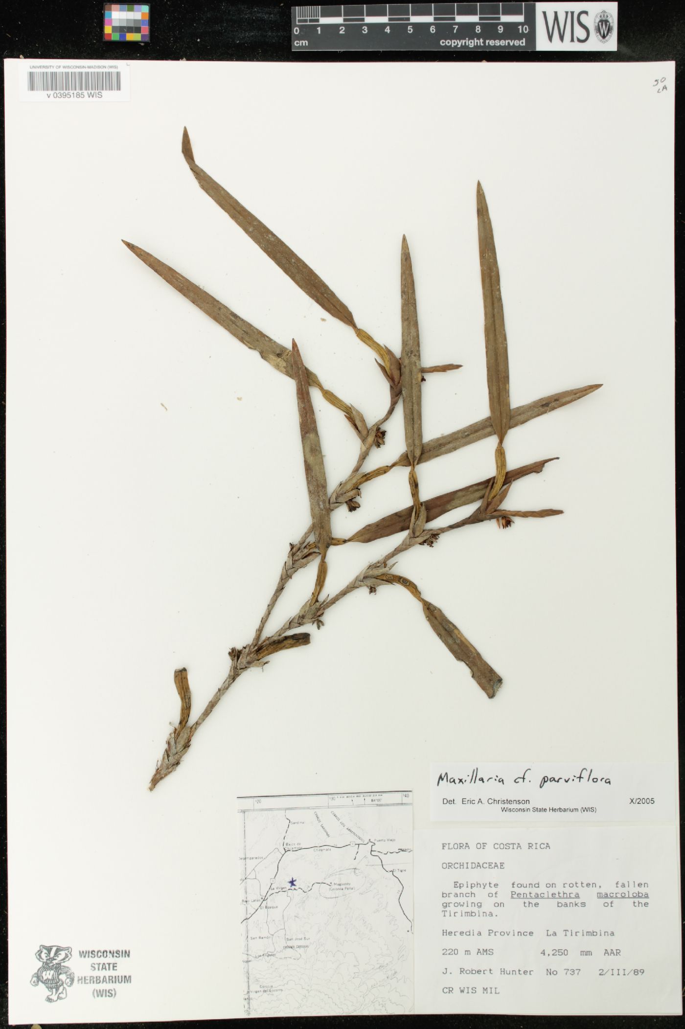 Maxillaria parviflora image