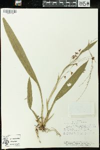 Brassia panamensis image