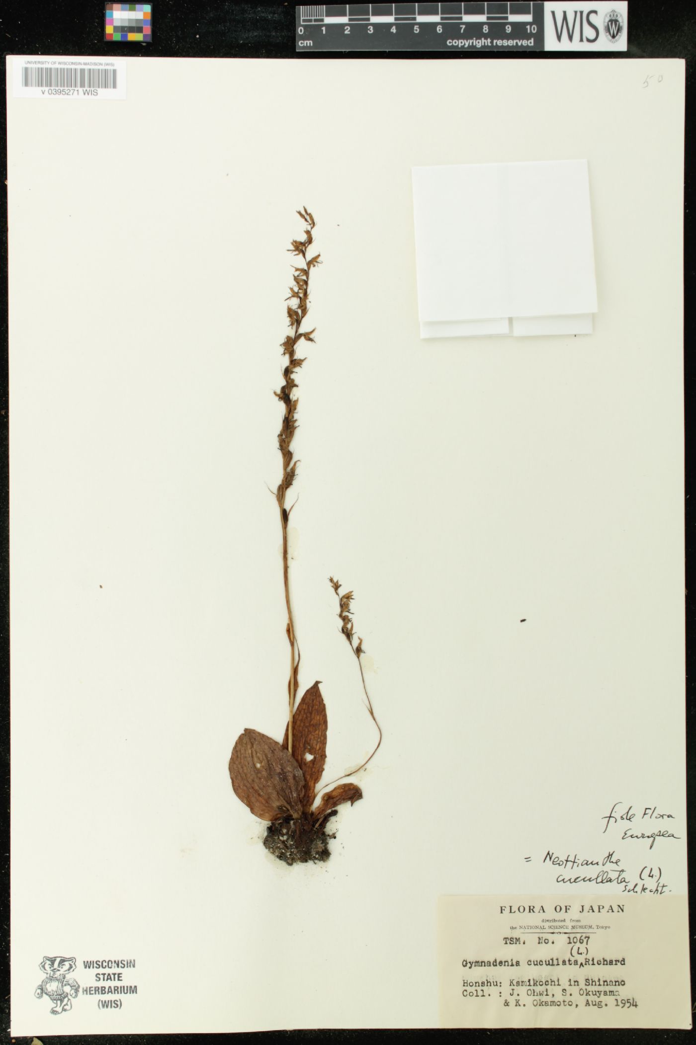 Gymnadenia cucullata image