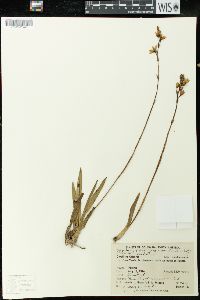 Cyrtochilum melanthes image