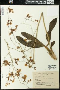 Oncidium bifolium image