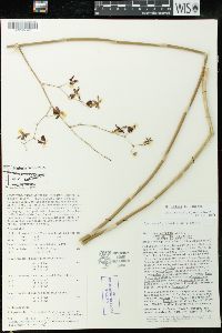 Oncidium leleui image