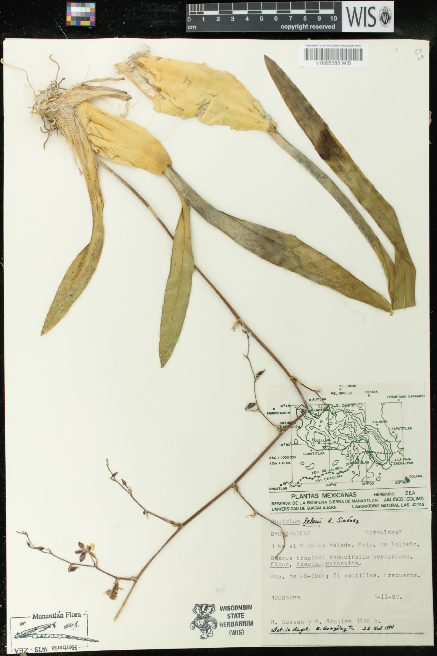 Oncidium leleui image