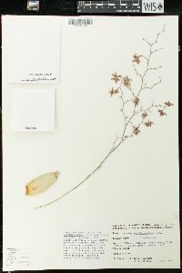 Oncidium ornithorhynchum image