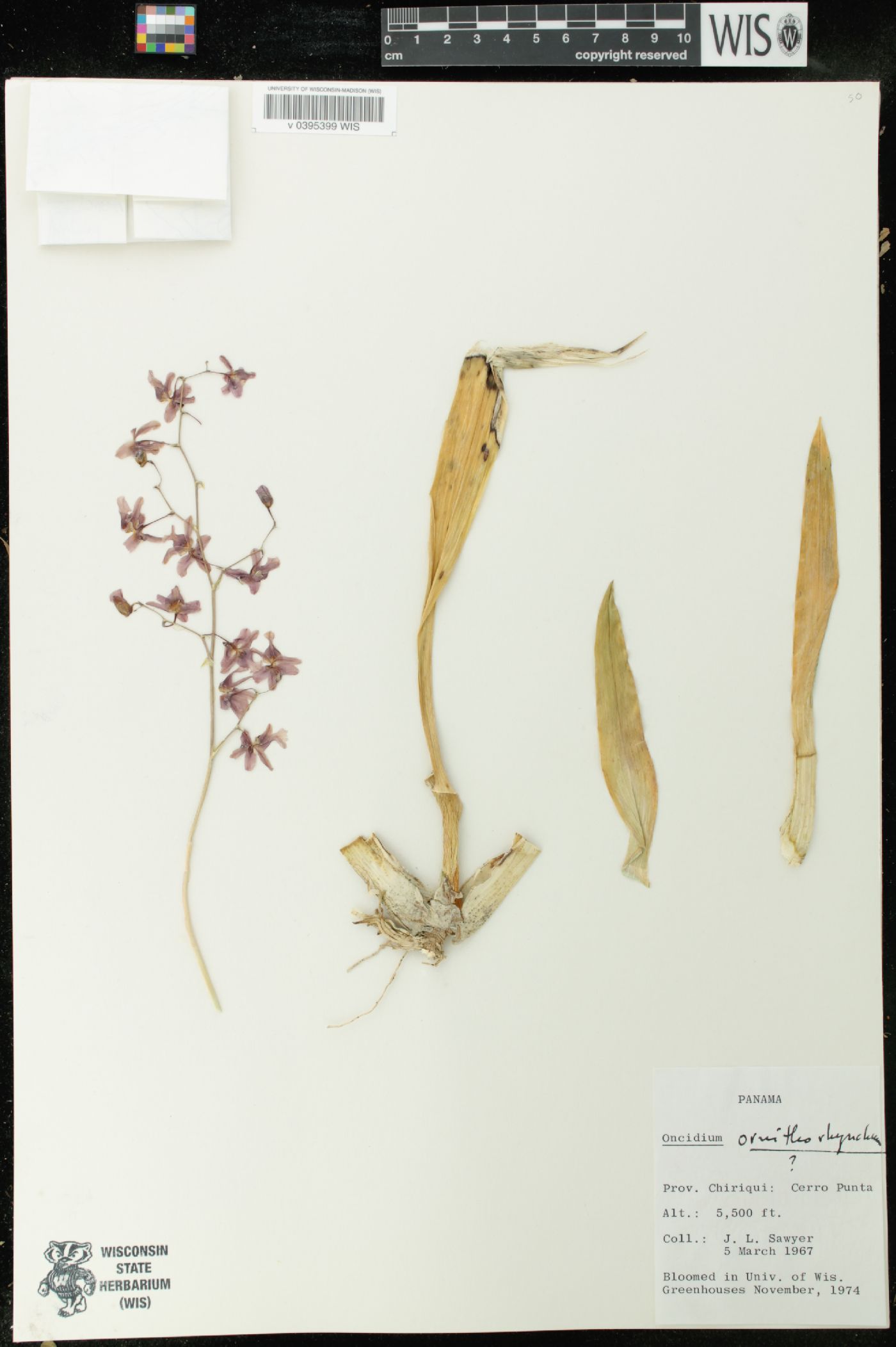 Oncidium ornithorhynchum image