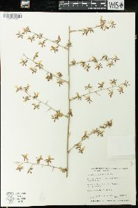 Oncidium reichenheimii image